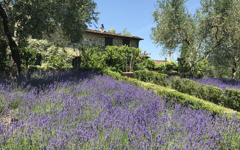 Macennere: Lavendel, English Lavendel, Blume, Lavendel, Pflanze, Vegetation, Natürliche Landschaft, Garten, Frühling, Botanik