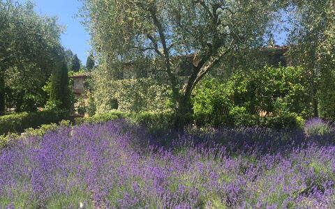 Macennere: Blühende Pflanze, Lavendel, English Lavendel, Blume, Pflanze, Lavendel, Natürliche Landschaft, Wiese, Baum