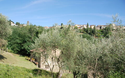 Magrini: Vegetation, Baum, Natürliche Landschaft, Shrubland, Pflanzengemeinschaft, Biome, Graspflanze, Pflanze, Gras, Blatt