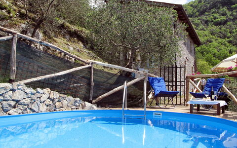 Olivella