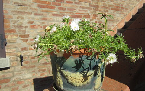 Casale Valdichiana: Blumentopf, Zimmerpflanze, Pflanze, Blume, Botanik, Kraut, Baum, Strauch, Blühende Pflanze