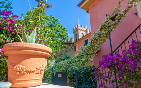 Portovecchio Apartments - Levanto: Blume, Grün, Rosa, Frühling, Blumentopf, Zimmerpflanze, Balkon, Blumendesign, Floristik
