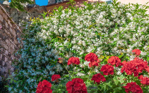 Portovecchio Apartments - Levanto: Blume, Rot, Blütenblatt, Strauch, Rosa, Blühende Pflanze, Frühling, Garten, Rose Family