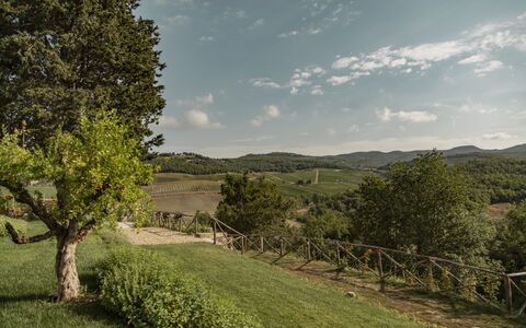 Villa Pianvecchio: Baum, Grundstueck, Ländliches Gebiet, Wiese, Kumulus, Strauch, Senke, Wiese, Feld, Weide