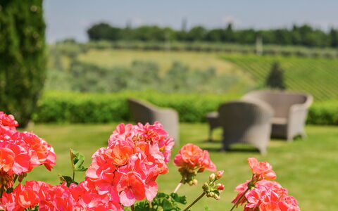 Villa Sole Del Chianti: Blume, Pflanze, Blütenblatt, Grün, Natur, Natürlichen Umgebung, Natürliche Landschaft, Baum, Vegetation, Gras