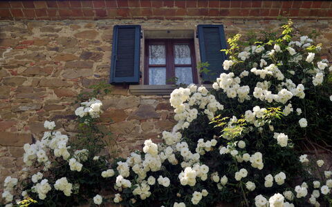 San Lorenzo: Blume, Pflanze, Gebäude, Fenster, Blütenblatt, Botanik, Haus, Vegetation, Holz, Tür