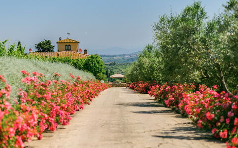 Sole Del Chianti: Blume, Pflanze, Himmel, Botanik, Blütenblatt, Natürliche Landschaft, Baum, Gras, Strauch, Gehölz