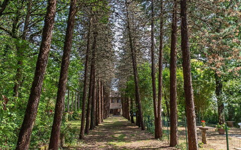 Villa Pania: Pflanze, Natürliche Landschaft, Baum, Holz, Ast, Terrestrische Plant, Kofferraum, Laub, Gras, Gehölz