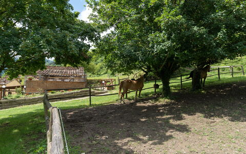 Locanda Di Alberi Without Kitchen: Pferd, Pflanze, Wirbeltier, Baum, Zaun, Natürliche Landschaft, Grundstueck, Holz