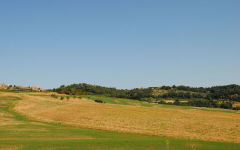 Alice - Podere Ribatti - Casole D'elsa, Toscana: Himmel, Pflanze, Natürliche Landschaft, Steigung, Baum, Landwirtschaft, Einfach, Bergforms, Gras, Wiese