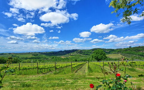 Maggiano: Wolke, Pflanze, Himmel, Pflanzengemeinschaft, Ökoregion, Natürliche Landschaft, Blau, Blume, Grundstueck