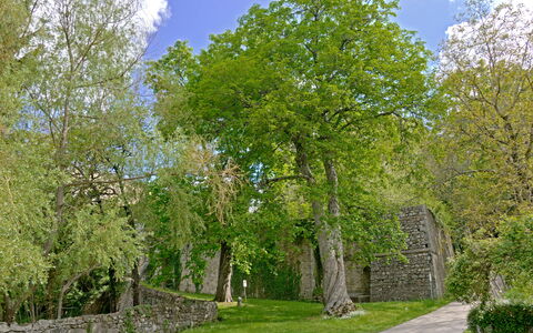 Casa Di Pietro In Vivo D'orcia, Pool: Blatt, Baum, Gras, Ast, Wand, Natur, Grün, Vegetation, Strauch, Steinwand