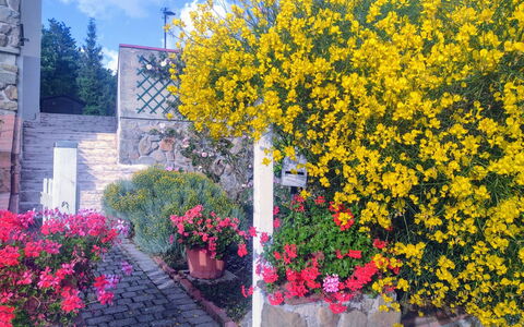 Bellavista Tuscany Apartment Panoramic Terrace: Blume, Gelb, Strauch, Frühling, Garten, Landscaping, Zimmerpflanze