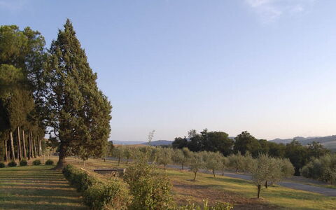 Santo Stefano: Baum, Blatt, Natürlichen Umgebung, Natürliche Landschaft, Einfach, Landschaft, Grundstueck, Kofferraum, Gehölz, Plantage