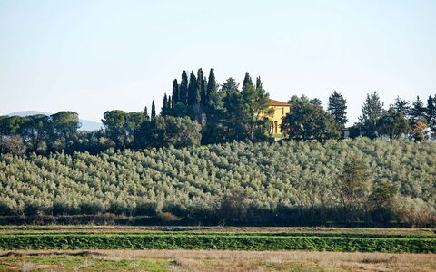 Poggio Cavallino Private Pool, Wifi, Maremma: Baum, Blatt, Vegetation, Grundstueck, Plantage, Ländliches Gebiet, Landwirtschaft, Feld, Immergrün