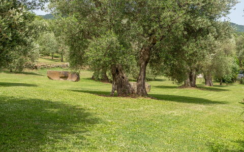 Villa Domus Papi: Baum, Gras, Wiese, Einfach, Kofferraum, Naturschutzgebiet, Gehölz, Wiese, Weide