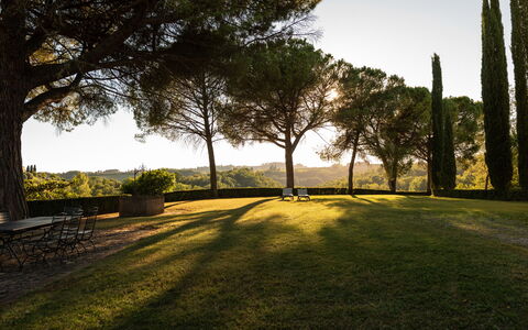 Green Hill Apartment In Tuscan Countryside: Baum, Gras, Natur, Blatt, Ast, Landschaft, Grundstueck, Einfach, Kofferraum, Sonnenlicht