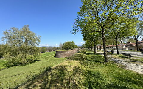 Il Cervo In Città: Baum, Gras, Grün, Natur, Blatt, Ast, Wiese, Einfach, Grundstueck
