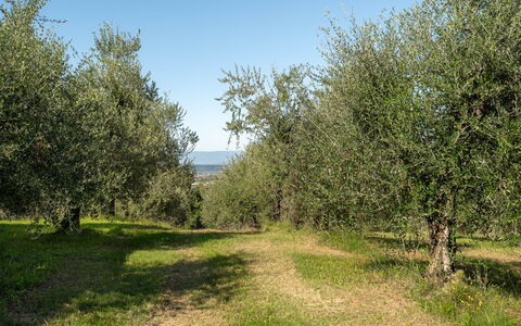 Villa Costa al Bagno: Gras, Baum, Natürlichen Umgebung, Blatt, Ast, Vegetation, Wiese, Pflanzengemeinschaft, Einfach, Grundstueck