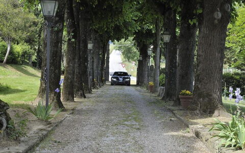 Villa Medicea Lo Sprocco: Baum, Strassenbelag, Ast, Blatt, Strasse, Strasse, Durchgangsstrasse, Asphalt, Kofferraum, Walkway