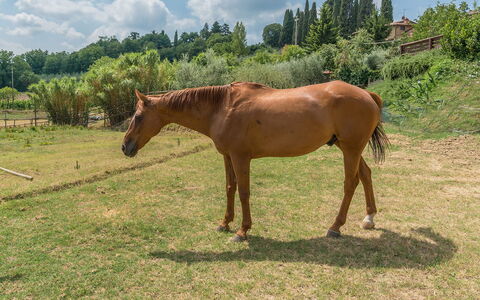 Casa Elia 6: Pferd, Gras, Sauerampfer, Wiese, Weide, Landschaft, Ökoregion