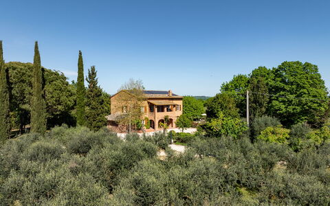 Sangiovese 14: Baum, Blatt, Vegetation, Strauch, Landschaft, Pflanzengemeinschaft, Grundstueck, Zuhause, Ländliches Gebiet