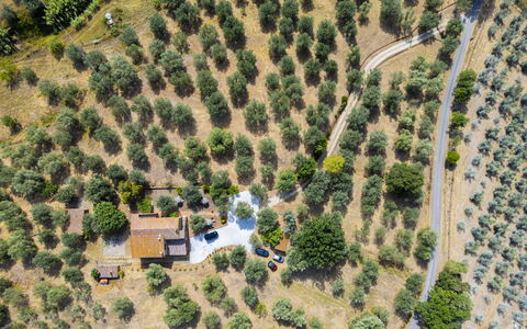 Casale le Lupe Apartments: Baum, Landschaft, Ländliches Gebiet, Grundstueck, Vogelperspektive, Plantage, Luftaufnahmen, Dorf, Landscaping, Bauernhof