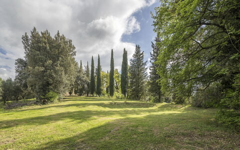 Casa Clara Pool, Casole Elsa, Monti: Blatt, Gras, Baum, Natürlichen Umgebung, Natur, Grün, Ast, Vegetation, Natürliche Landschaft, Strauch