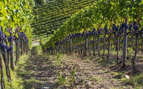 La Maccinaia 14: Weinberg, Pflanze, Baum, Landwirtschaft, Vitis, Blatt, Frühling, Feld