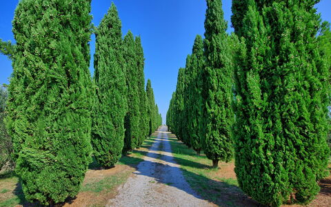 Casale Giulio: Baum, Thuya, Pflanze, Gehölz, River Juniper, Red Juniper, Biome, Strauch, Immergrün