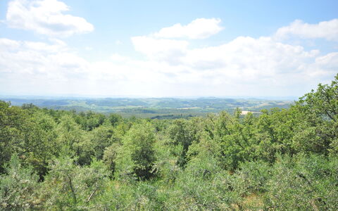 Podere Orietta: Vegetation, Shrubland, Natürlichen Umgebung, Naturschutzgebiet, Pflanzengemeinschaft, Wildnis, Baum, Biome, Himmel, Tropische Und Subtropische Koniferenwald