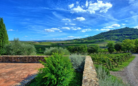 Brunello: Wolke, Pflanze, Himmel, Grün, Natürliche Landschaft, Gras, Grundstueck, Baum, Kumulus, Wiese