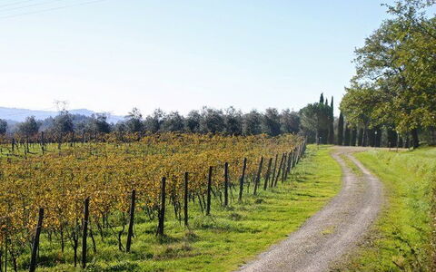 La Selva: Natürliche Landschaft, Baum, Weinberg, Landwirtschaft, Feld, Grundstueck, Pflanze, Blatt, Ländliches Gebiet, Gehölz