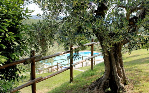 Città della Pieve 301: Baum, Naturschutzgebiet, Natürliche Landschaft, Natürlichen Umgebung, Gehölz, Pflanze, Botanik, Gras, Zaun, Landschaft