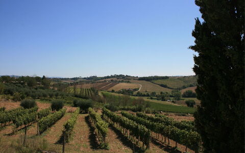 Fattoria le Chianacce: Weinberg, Landwirtschaft, Feld, Grundstueck, Baum, Ländliches Gebiet, Hügel, Himmel, Chaparral, Landschaft