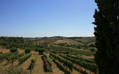 Fattoria le Chianacce