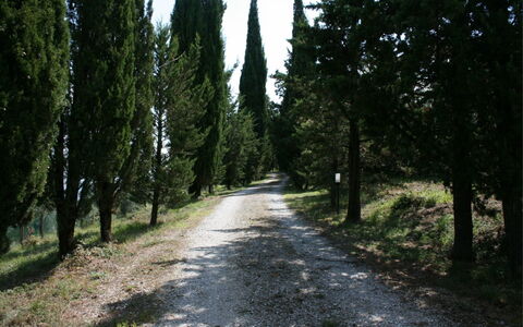 Podere della Crocchia: Pflanze, Strassenbelag, Natürliche Landschaft, Baum, Holz, Kofferraum, Schatten, Asphalt, Immergrün, Durchgangsstrasse