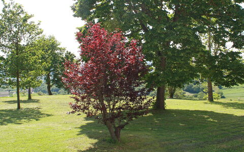 Montebello: Baum, Pflanze, Gehölz, Blume, Frühling, Gras, Blatt, Botanik, Park, Blühende Pflanze