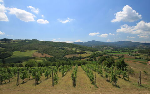 Montebello: Himmel, Hochland, Hügel, Bergforms, Bergstation, Wolke, Wildnis, Weinberg, Berg, Ländliches Gebiet