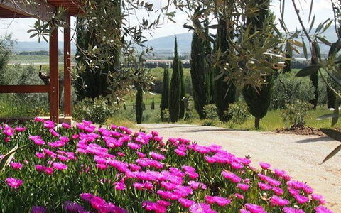 Villa Giulia Follonica: Blume, Pflanze, Frühling, Garten, Magenta, Rosa, Botanischer Garten, Botanik, Baum, Blühende Pflanze