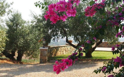 Villa Giulia Follonica: Blume, Pflanze, Baum, Rosa, Bougainvillea, Botanik, Frühling, Blühende Pflanze, Gehölz, Magenta