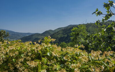 Il Castagneto