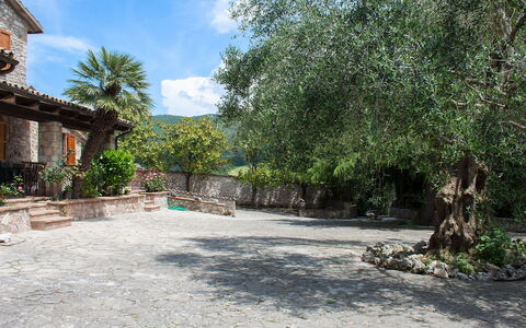 Olivo Secolare: Eigentum, Vegetation, Baum, Haus, Grundeigentum, Botanik, Gebäude, Die Architektur, Wohngebiet, Zuhause
