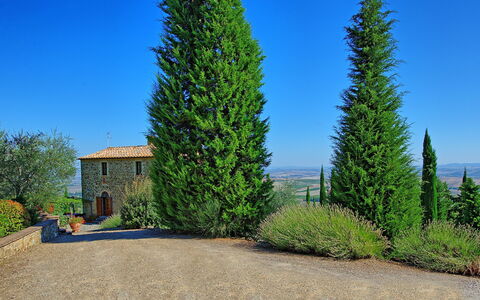 Villa Montalcino: Baum, Pflanze, Gehölz, Thuya, Drehkiefer, Biome, Red Juniper, Immergrün, American Larch, Nadelbaum