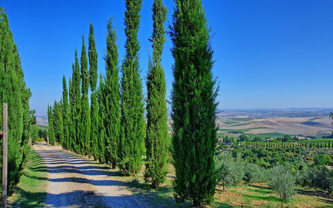 Villa Montalcino: Baum, Natur, Gehölz, Pflanze, Biome, Himmel, American Larch, Drehkiefer, Nadelbaum, Cypress Familie