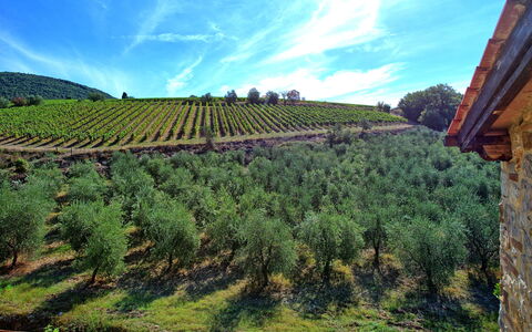 Casa Maria Luisa: Plantage, Landwirtschaft, Himmel, Weinberg, Hochland, Feld, Baum, Hügel, Bergstation, Pflanze