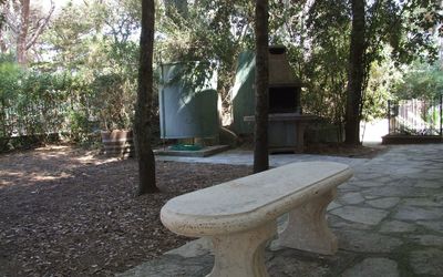Villa Pineta - Marina di Castagneto Carducci, Toskana, Italien - Camelia