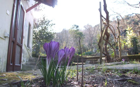 Villa Agrifogli: Blume, Pflanze, Lila, Frühling, Blühende Pflanze, Botanik, Graspflanze, Garten, Garten, Gras