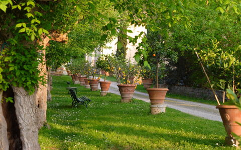 Tenuta Il Tresto: Baum, Grün, Gras, Rasen, Pflanze, Gehölz, Garten, Frühling, Garten, Graspflanze