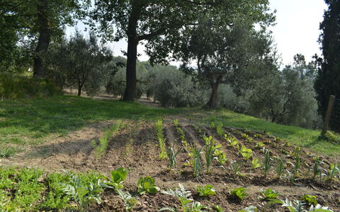 Casale Biancospino: Baum, Feld, Vegetation, Natürlichen Umgebung, Natürliche Landschaft, Naturschutzgebiet, Wald, Boden, Gras, Pflanze